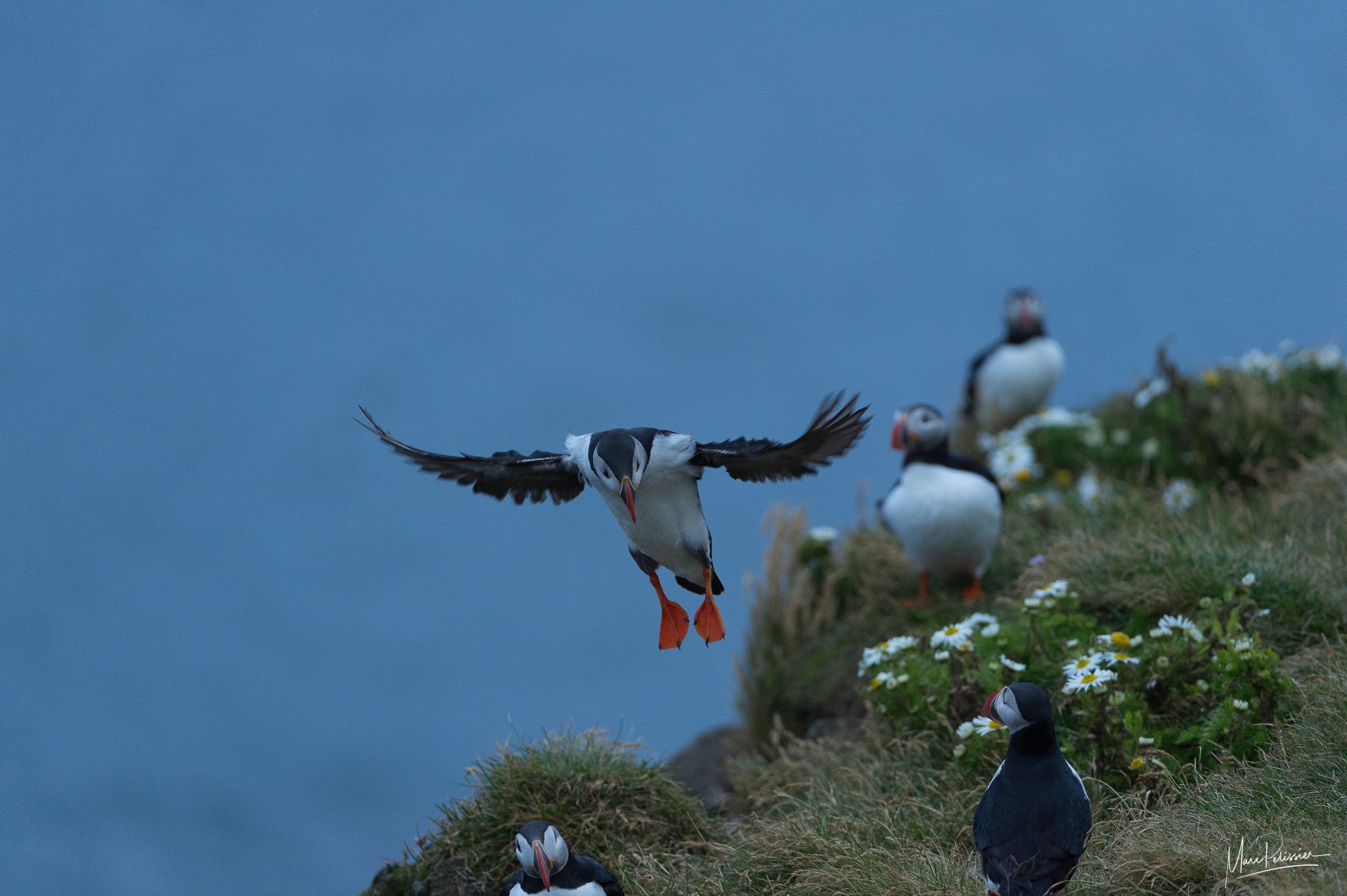 Puffin, Iceland