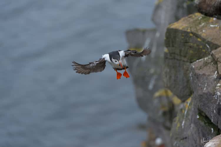 Puffin