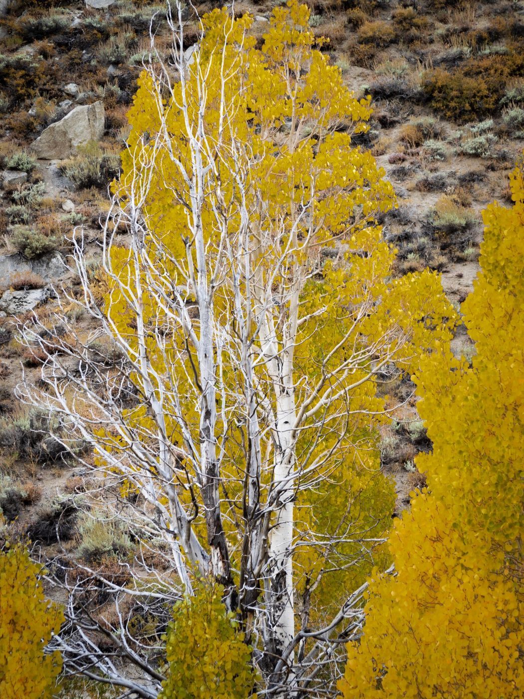 Lee vining, USA