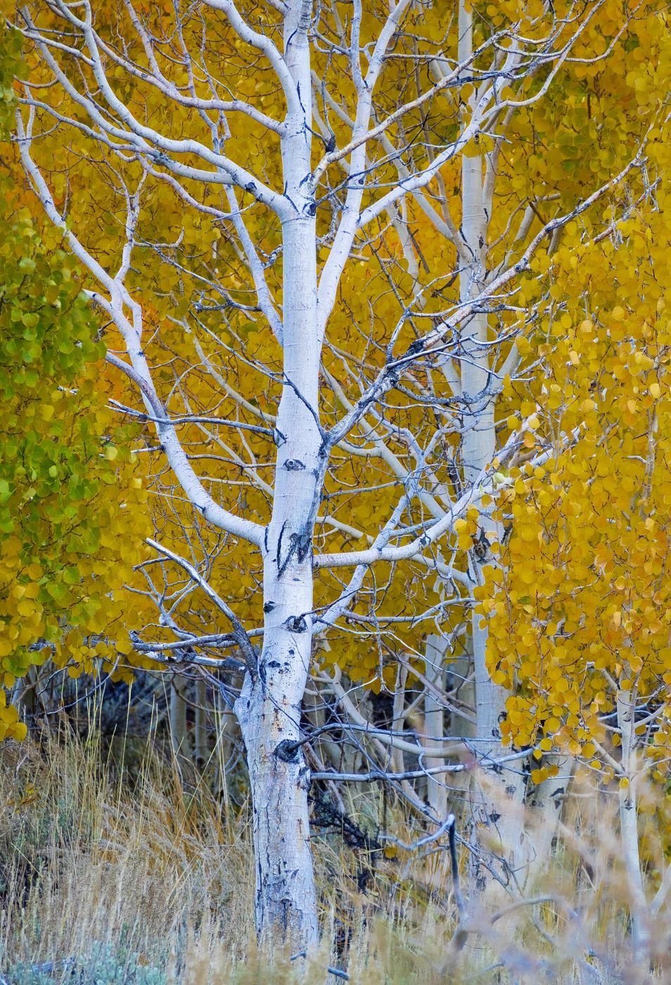 Lee vining, USA