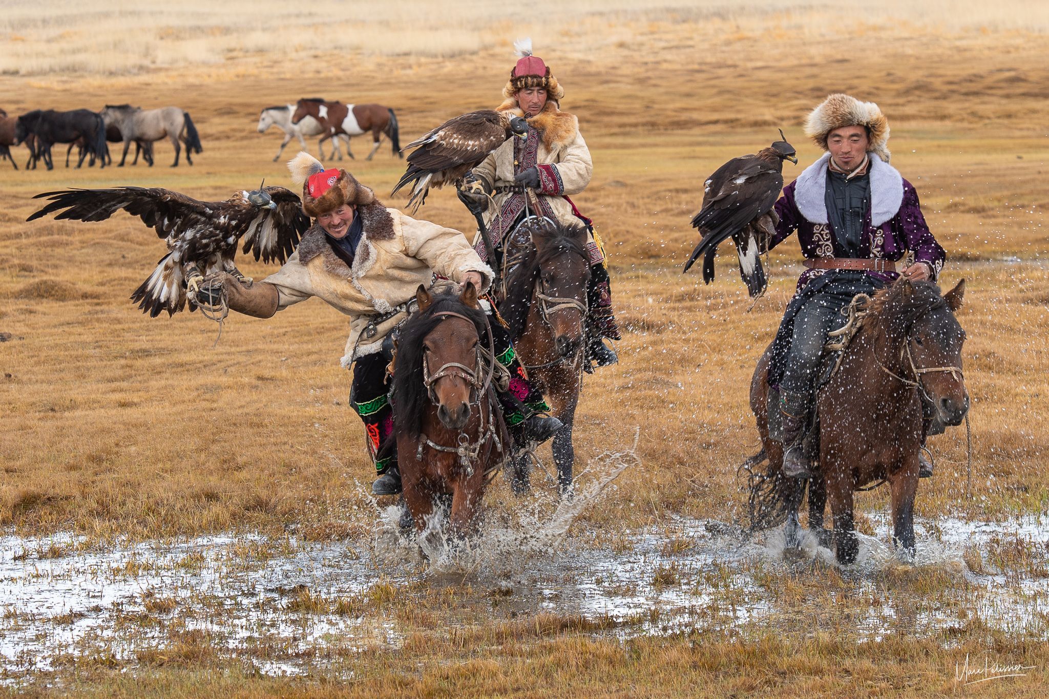 Mongolia eagle hunters, Mongolia