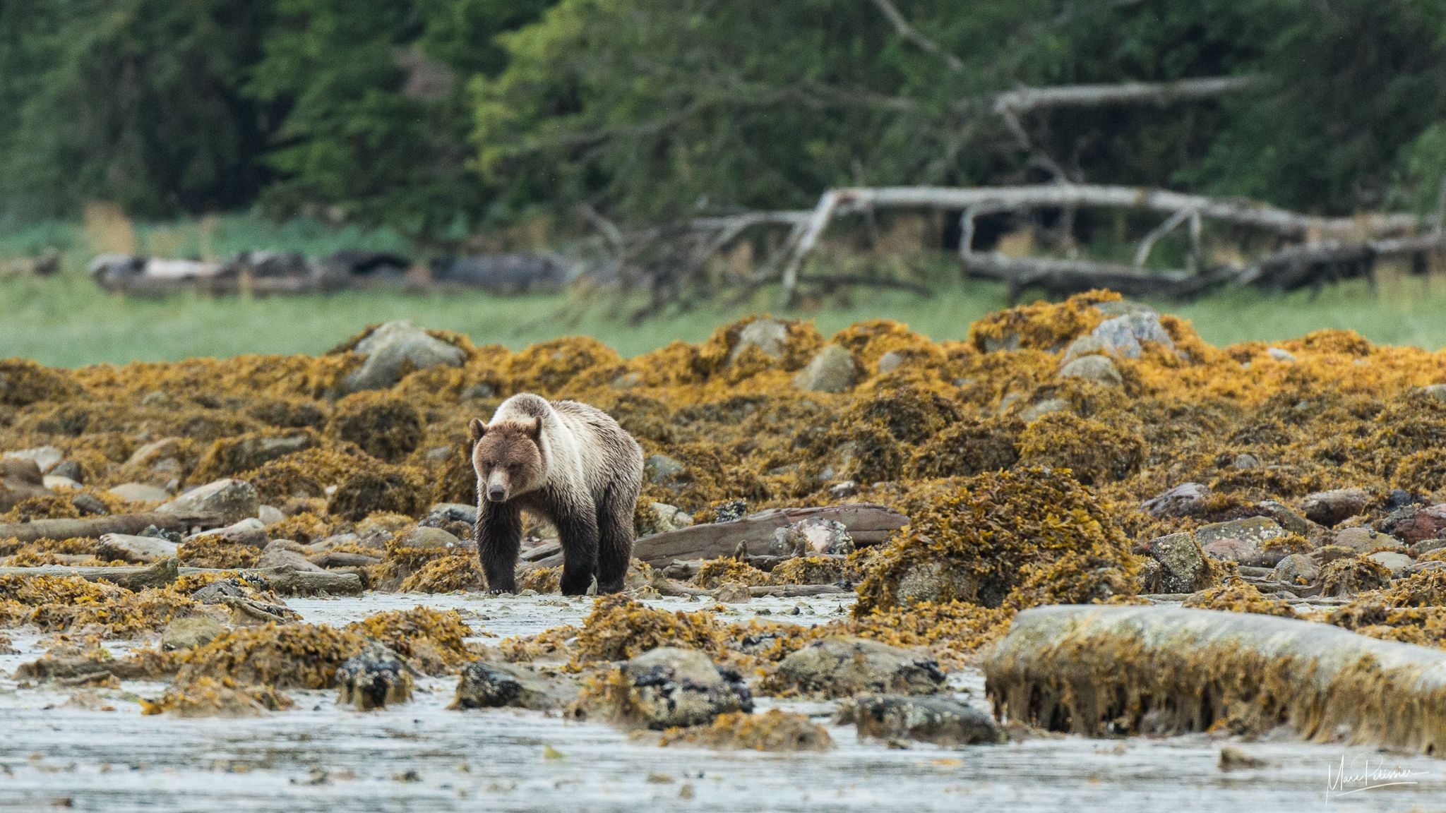 Move on my grizzly cub, Canada