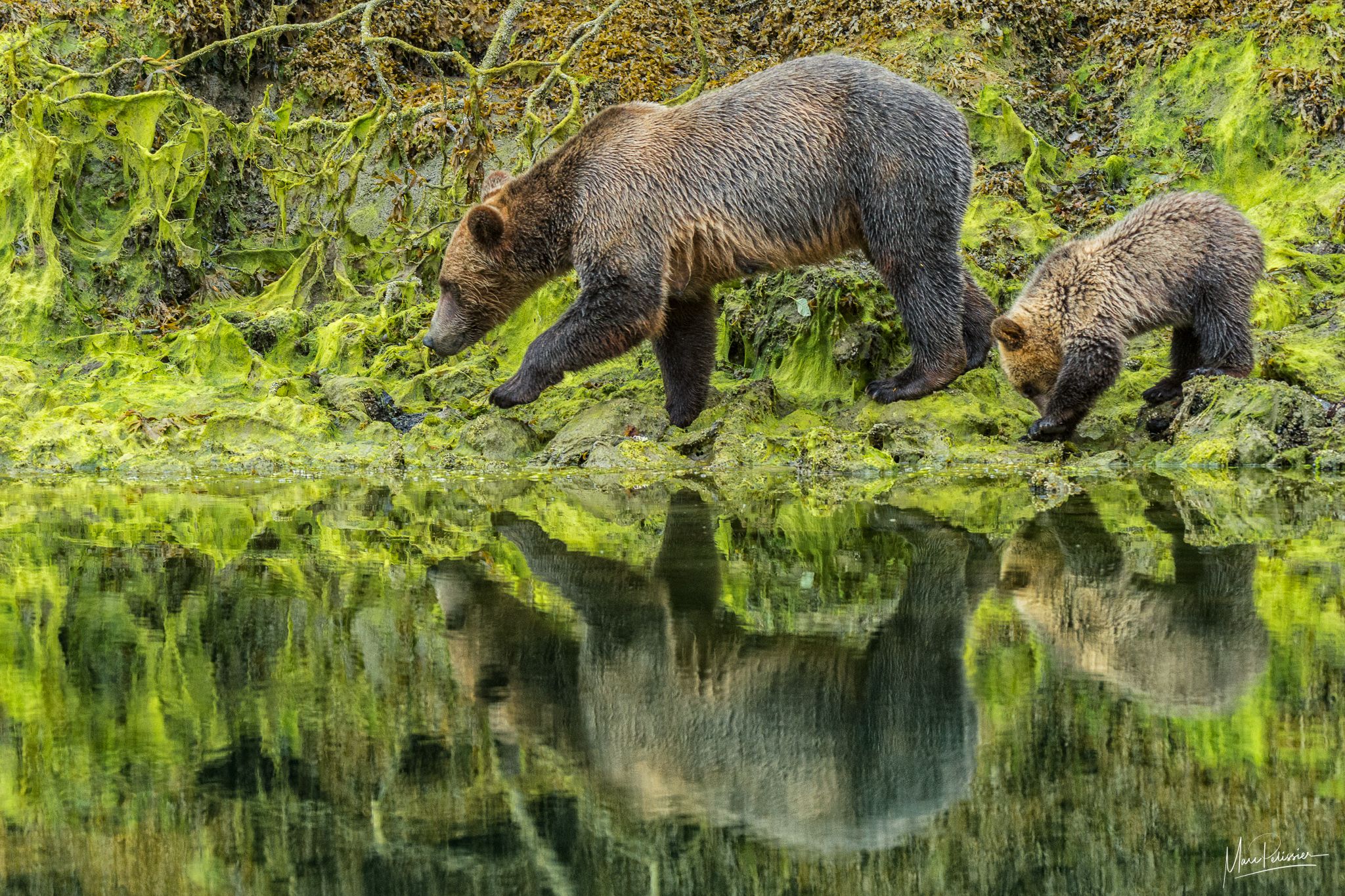 Move on my grizzly cub, Canada