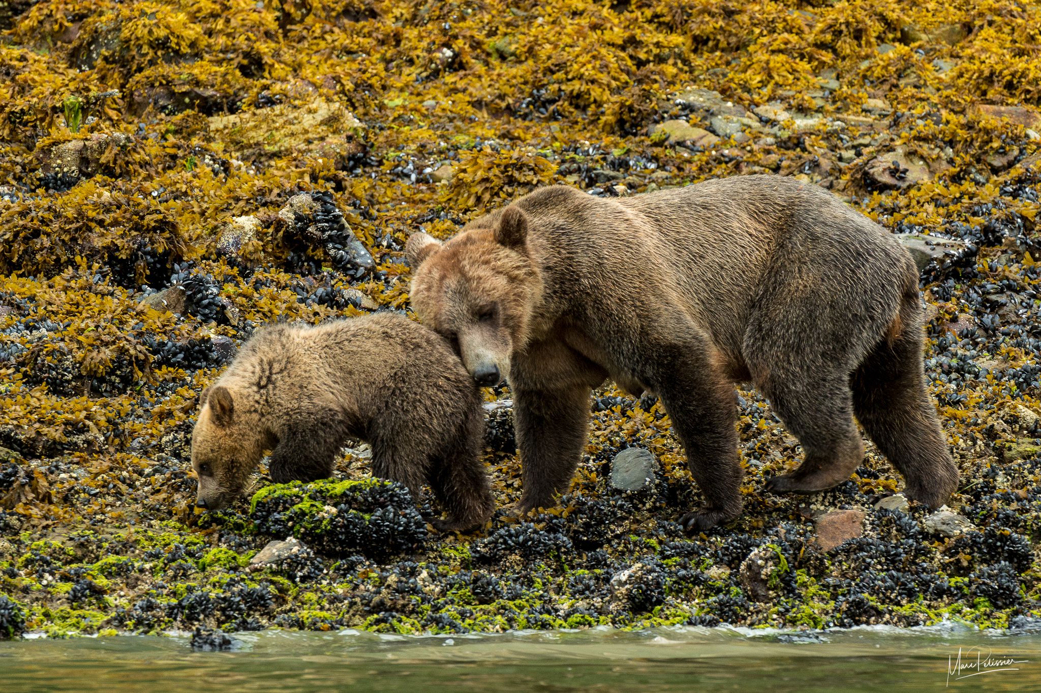 Move on my grizzly cub, Canada