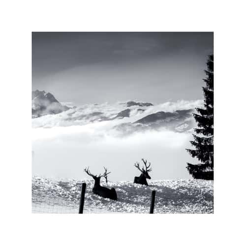 Pfänder - Gipfel