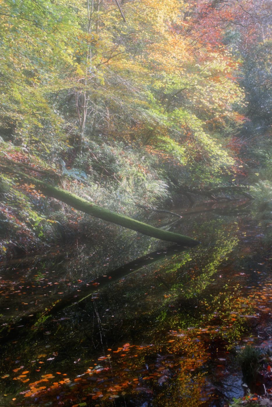 Plymbridge woods, United Kingdom