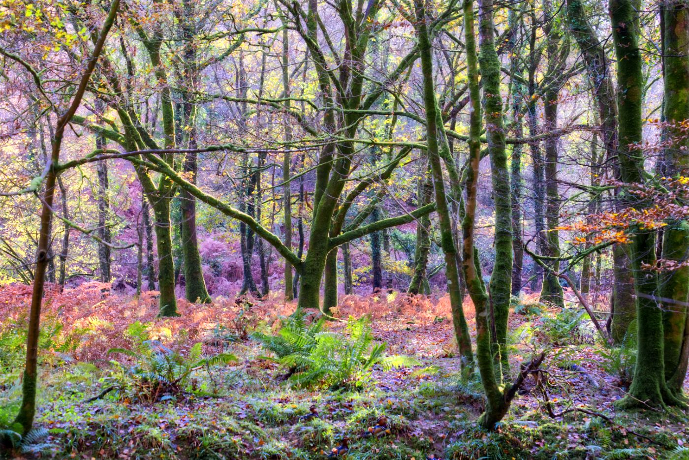 Plymbridge woods, United Kingdom