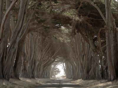 Point Reyes  (Tunnel Cypress Tree)