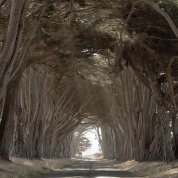 Point Reyes  (Tunnel Cypress Tree), USA