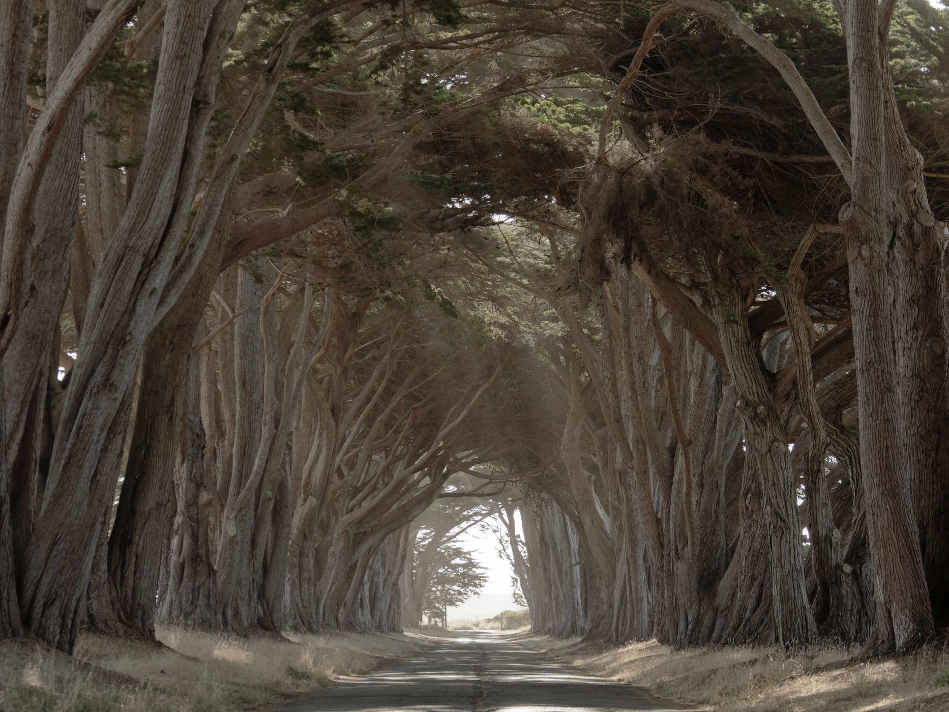 Cypress Tree Tunnel, Point Reyes National Seashore, USA