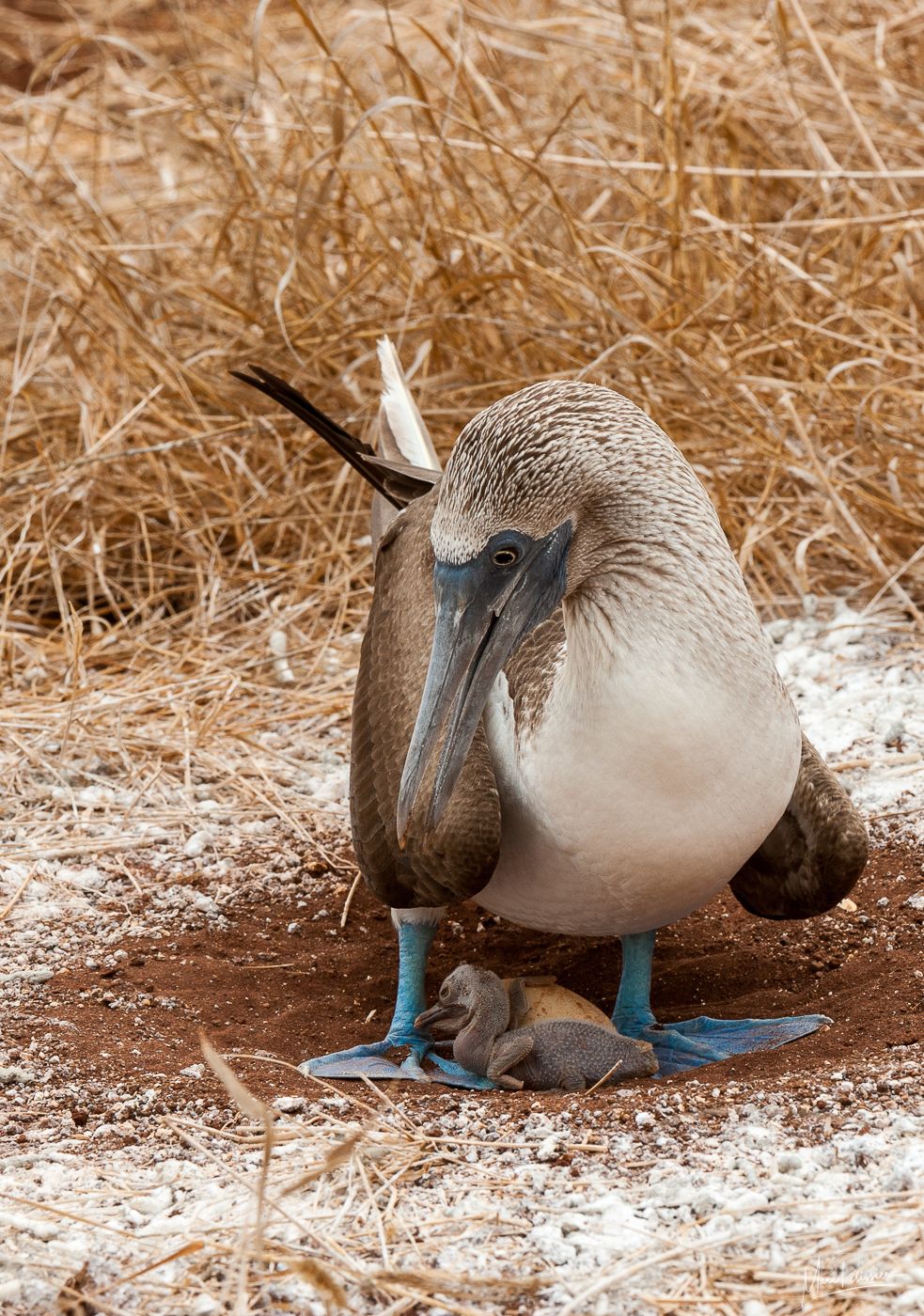 Red Frigate of Galapagos, Ecuador