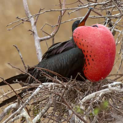 Red Frigate of Galapagos, Ecuador