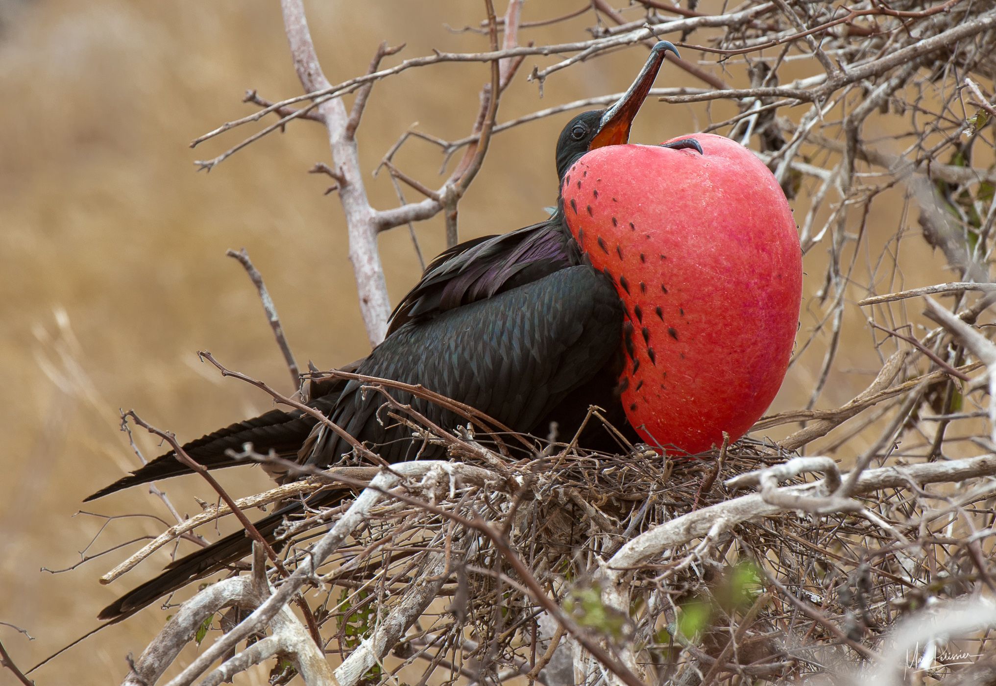 Red Frigate of Galapagos, Ecuador