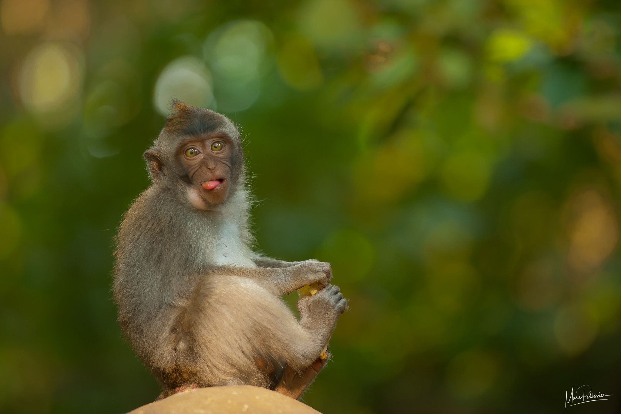 Sacred monkey Forest, Indonesia