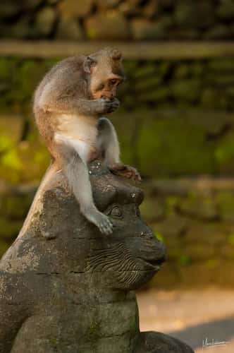 Sacred monkey Forest