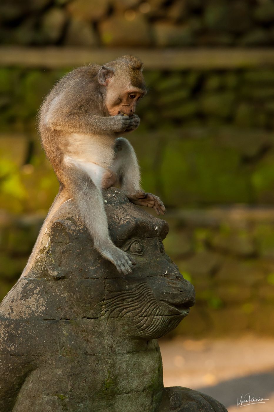 Sacred monkey Forest, Indonesia