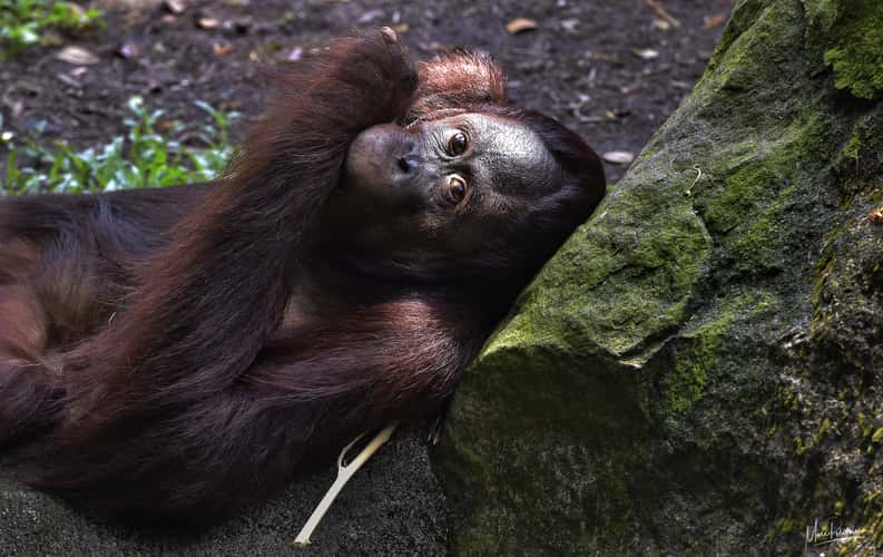 Monkey section, Singapore Zoo