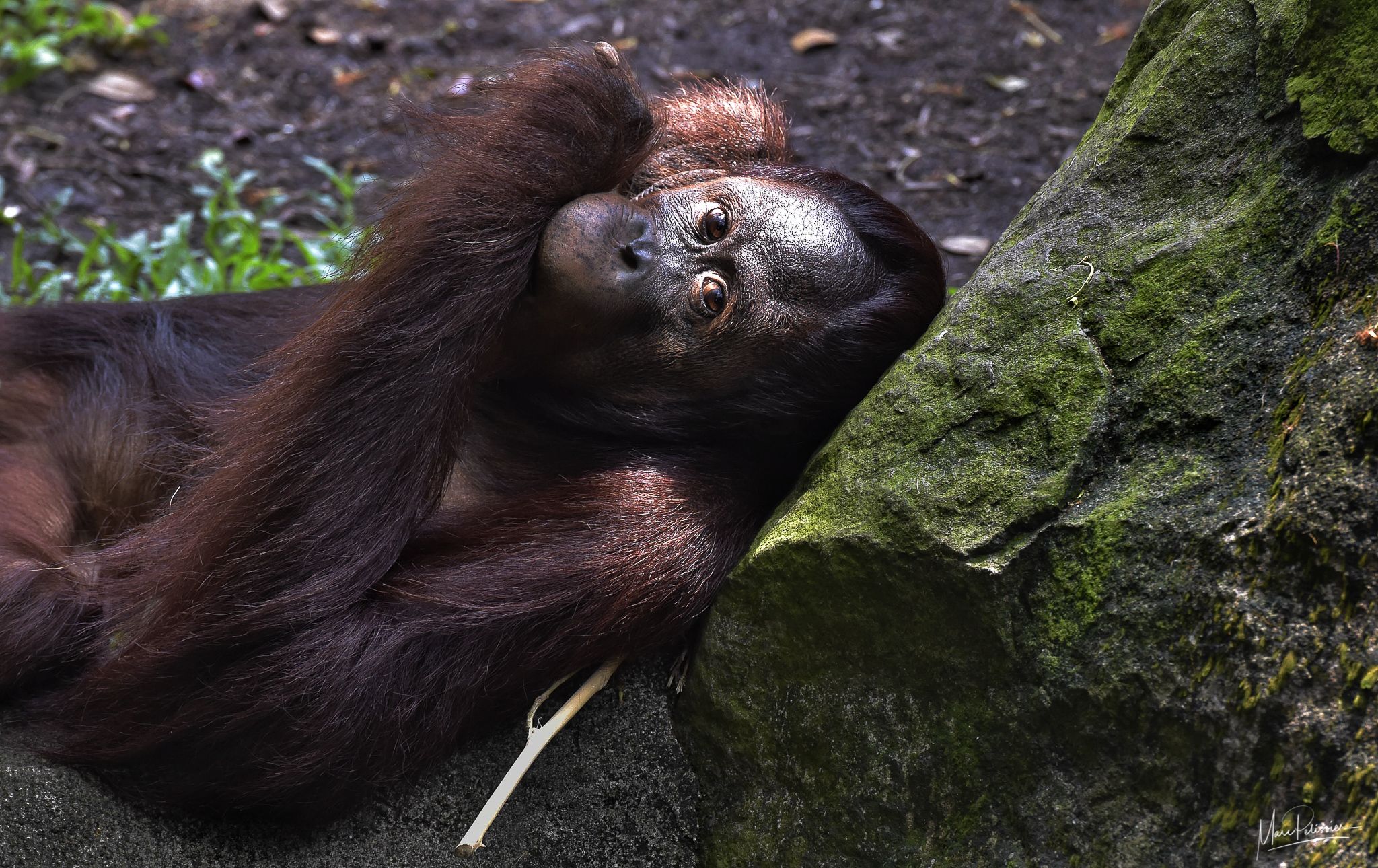 Monkey section, Singapore Zoo, Singapore