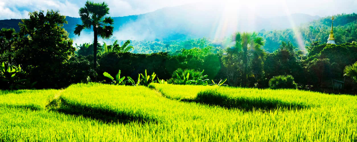 Suan Sook Homestay