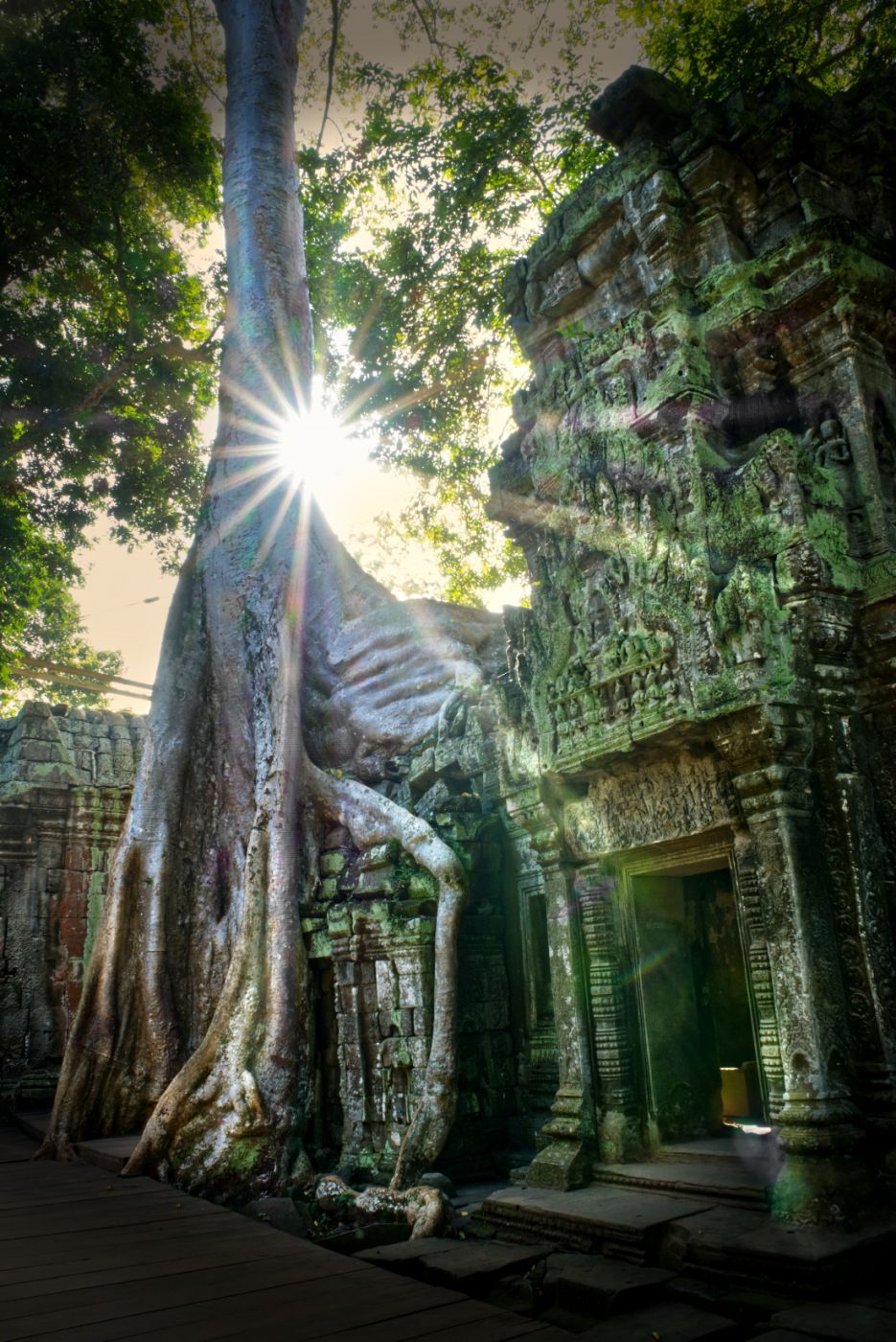 Ta Prohm tree root Temple, Cambodia