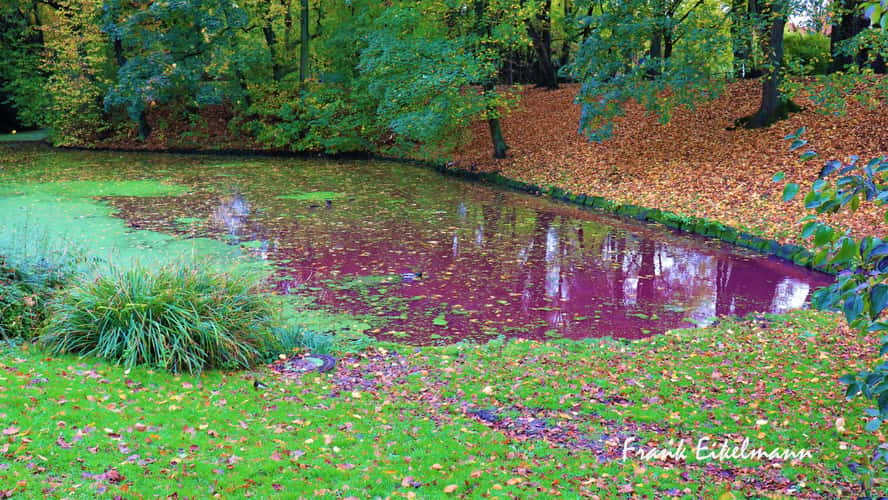 Teich Promenade Kleimannstraße