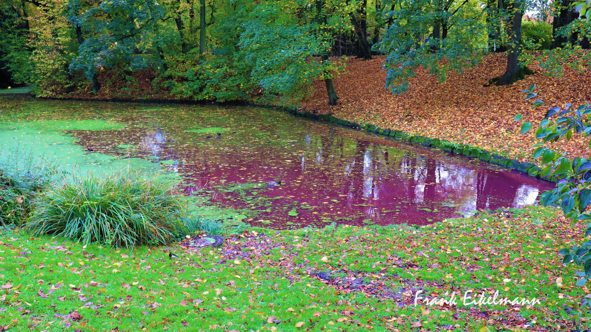 Teich Promenade Kleimannstraße, Germany