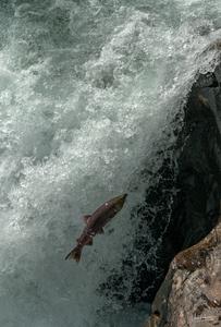 The jumping salmon of Cariboo river