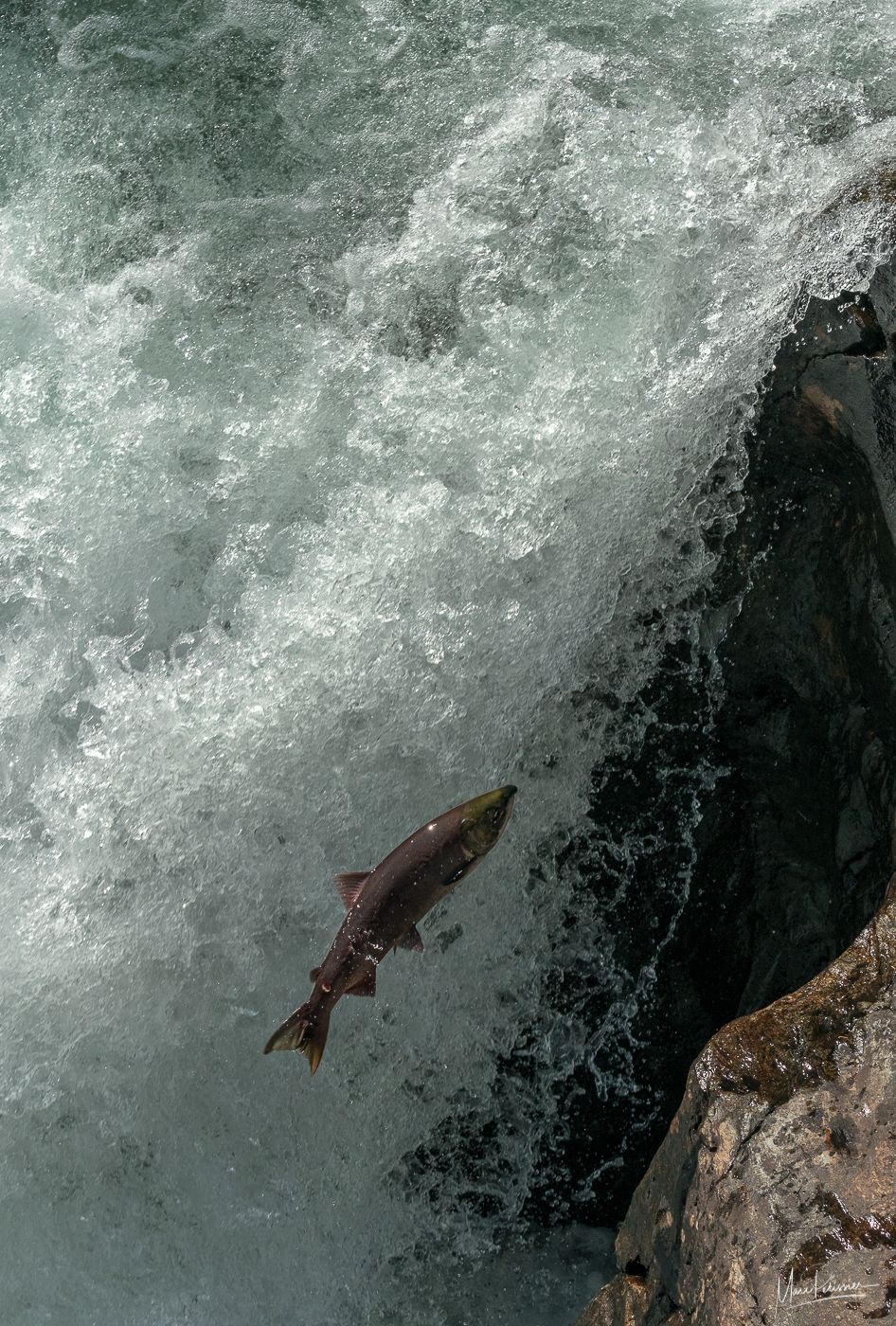 The jumping salmon of Cariboo river, Canada