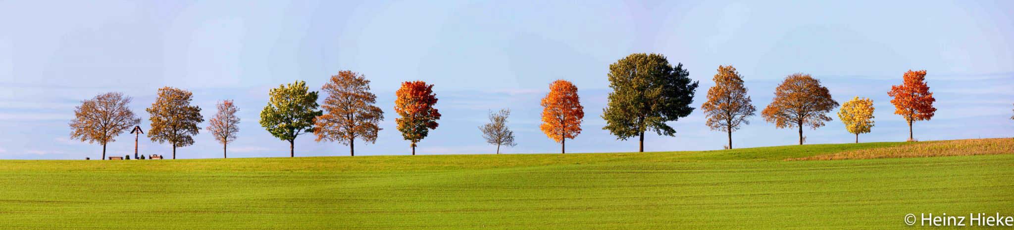 Treedream