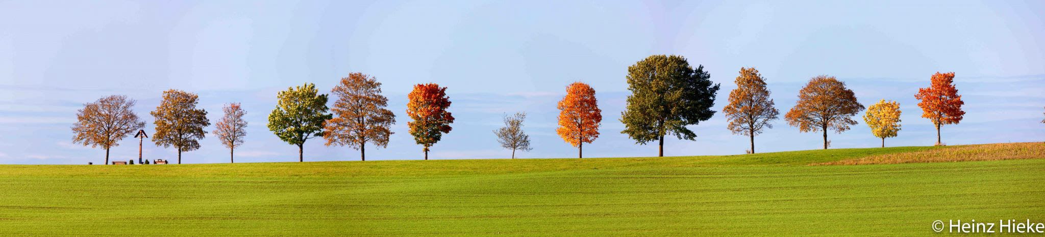 Treedream, Germany