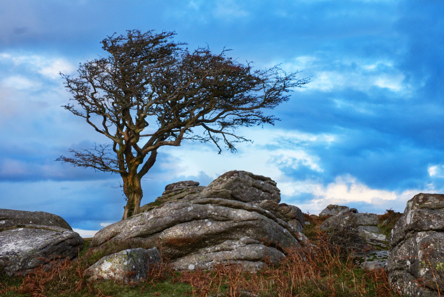 Venford woods, United Kingdom