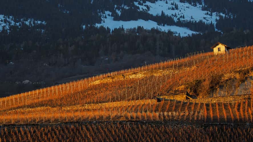 vineyard in winter