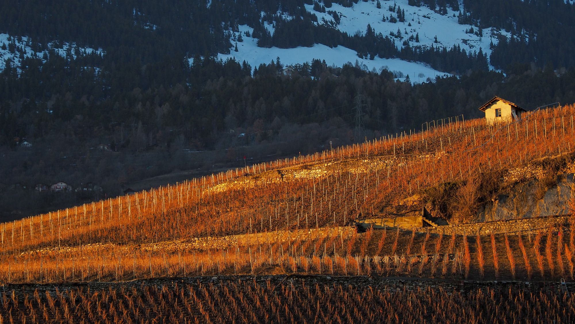 vineyard in winter, Switzerland