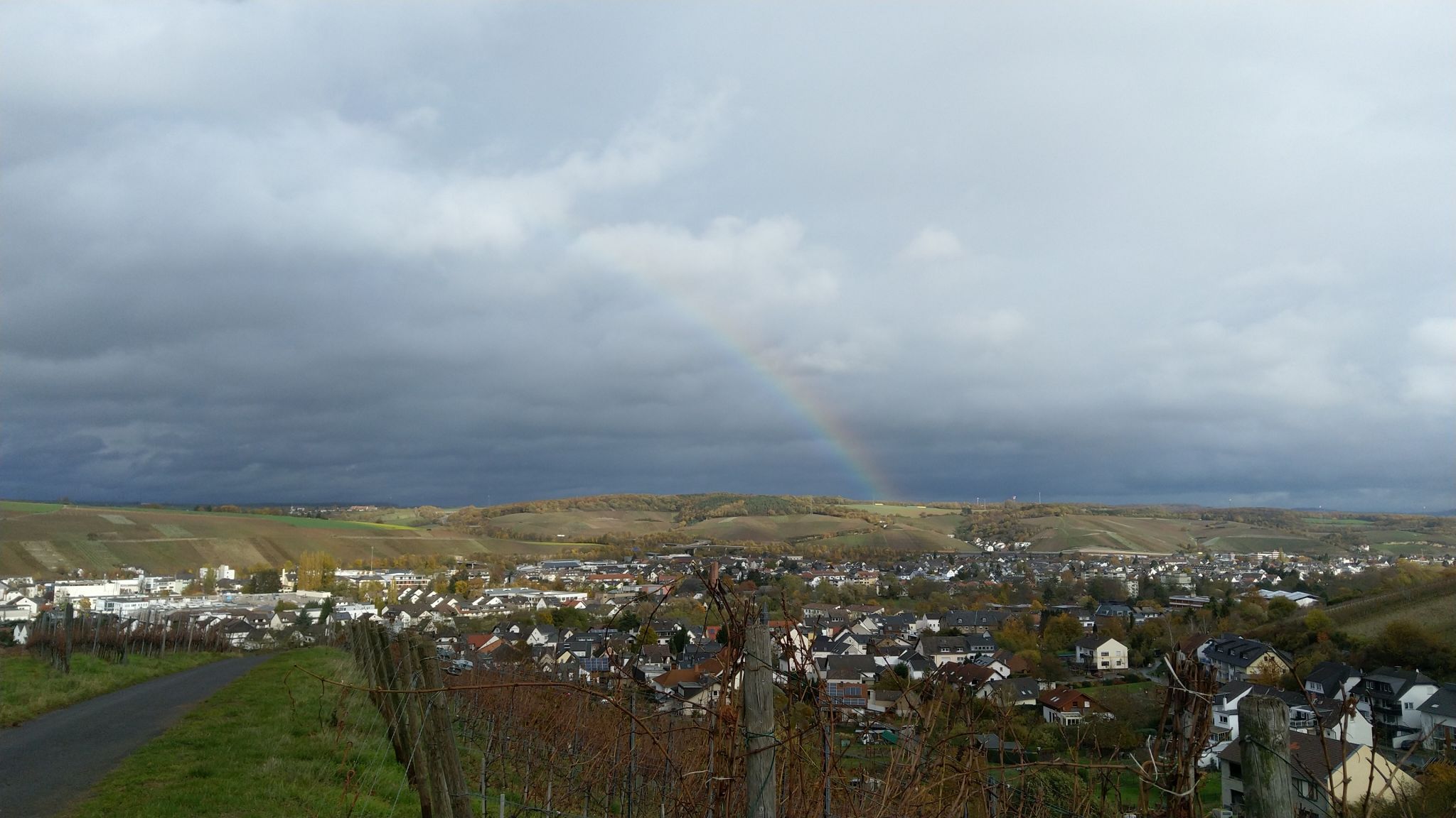 Vineyard near Bad Neuenahr-Ahrweiler (Bachem), Germany