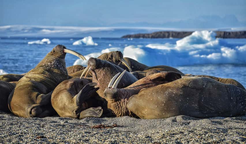 Walrus warmup at sunset