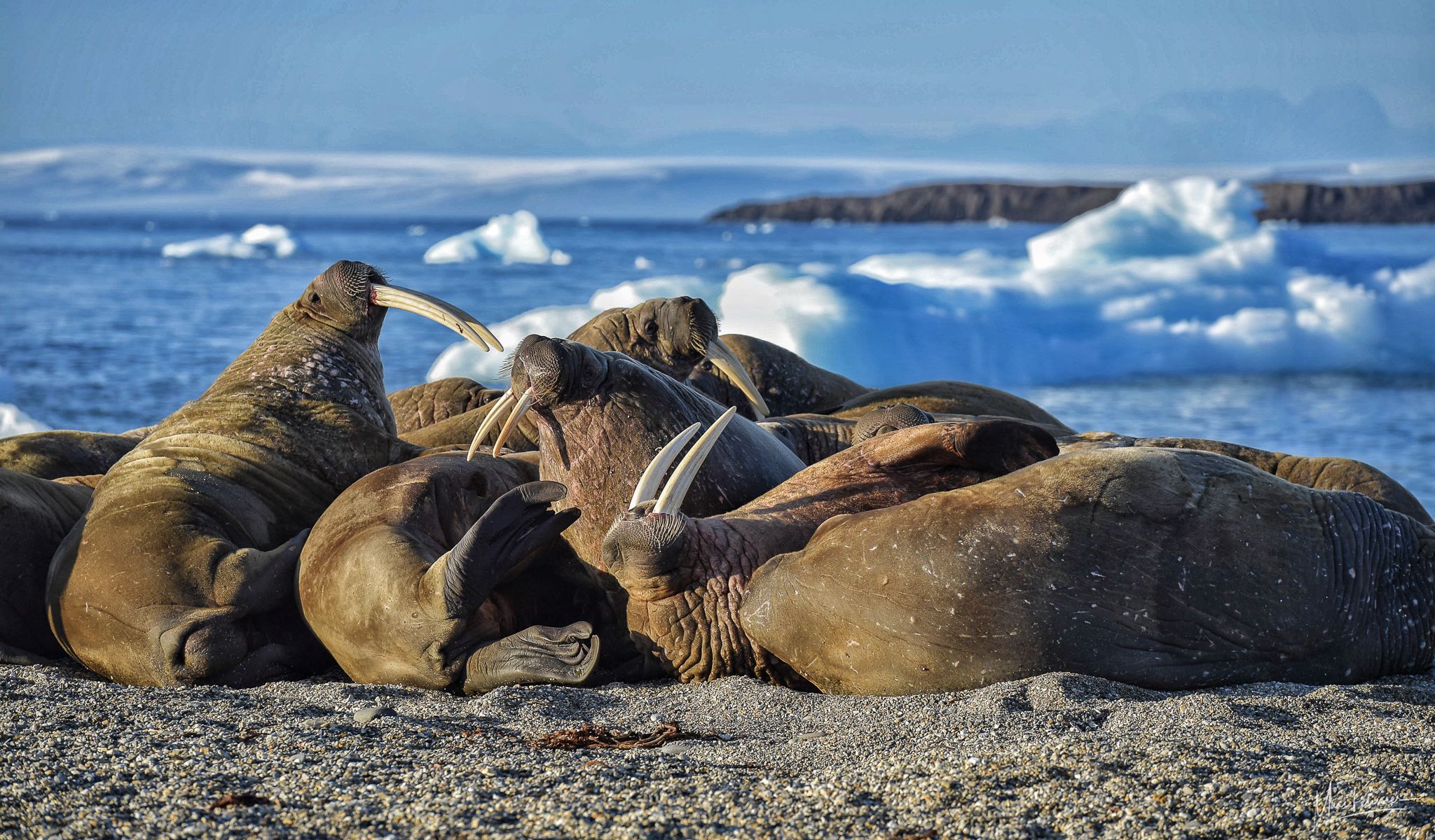 Walrus warmup at sunset, Svalbard & Jan Mayen Islands