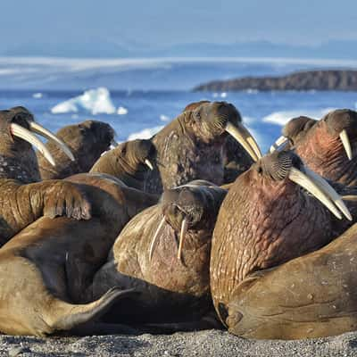 Walrus warmup at sunset, Svalbard & Jan Mayen Islands