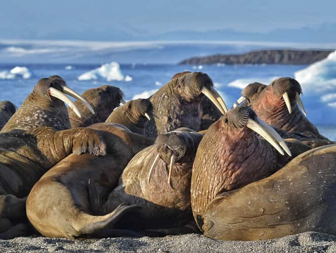 Walrus warmup at sunset
