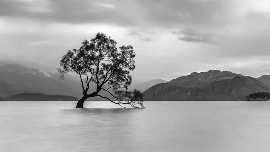 Lake Wanaka - The lonely Tree