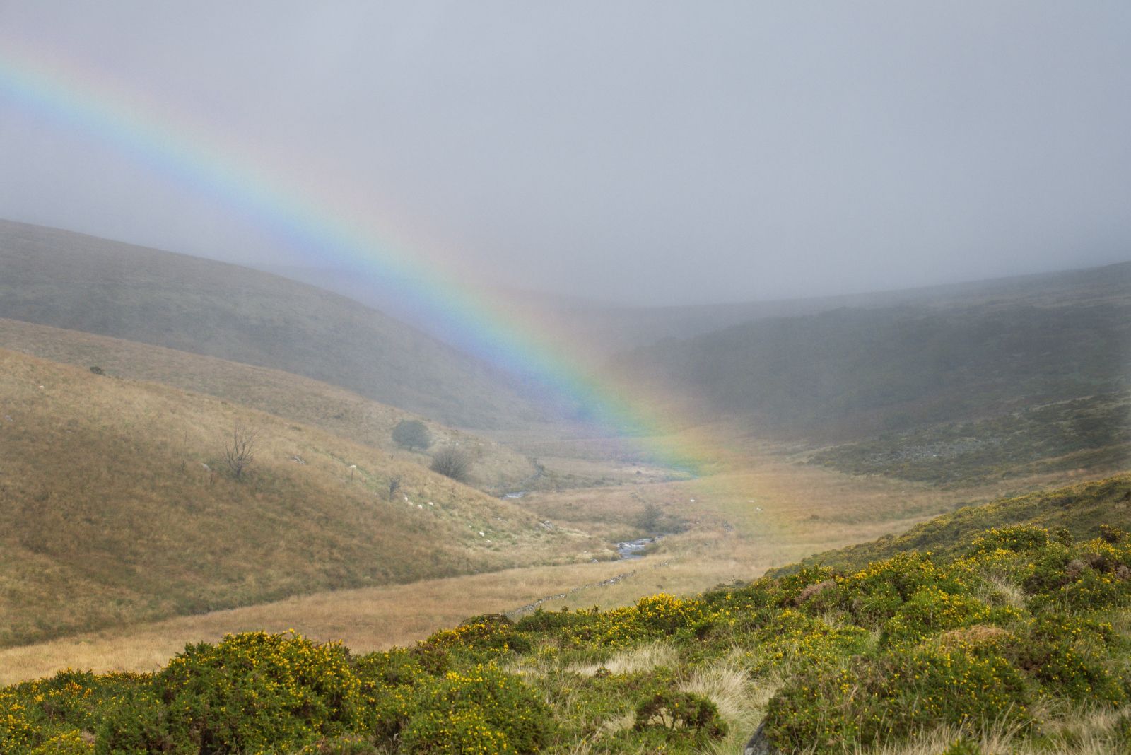 Wistman Woods, United Kingdom