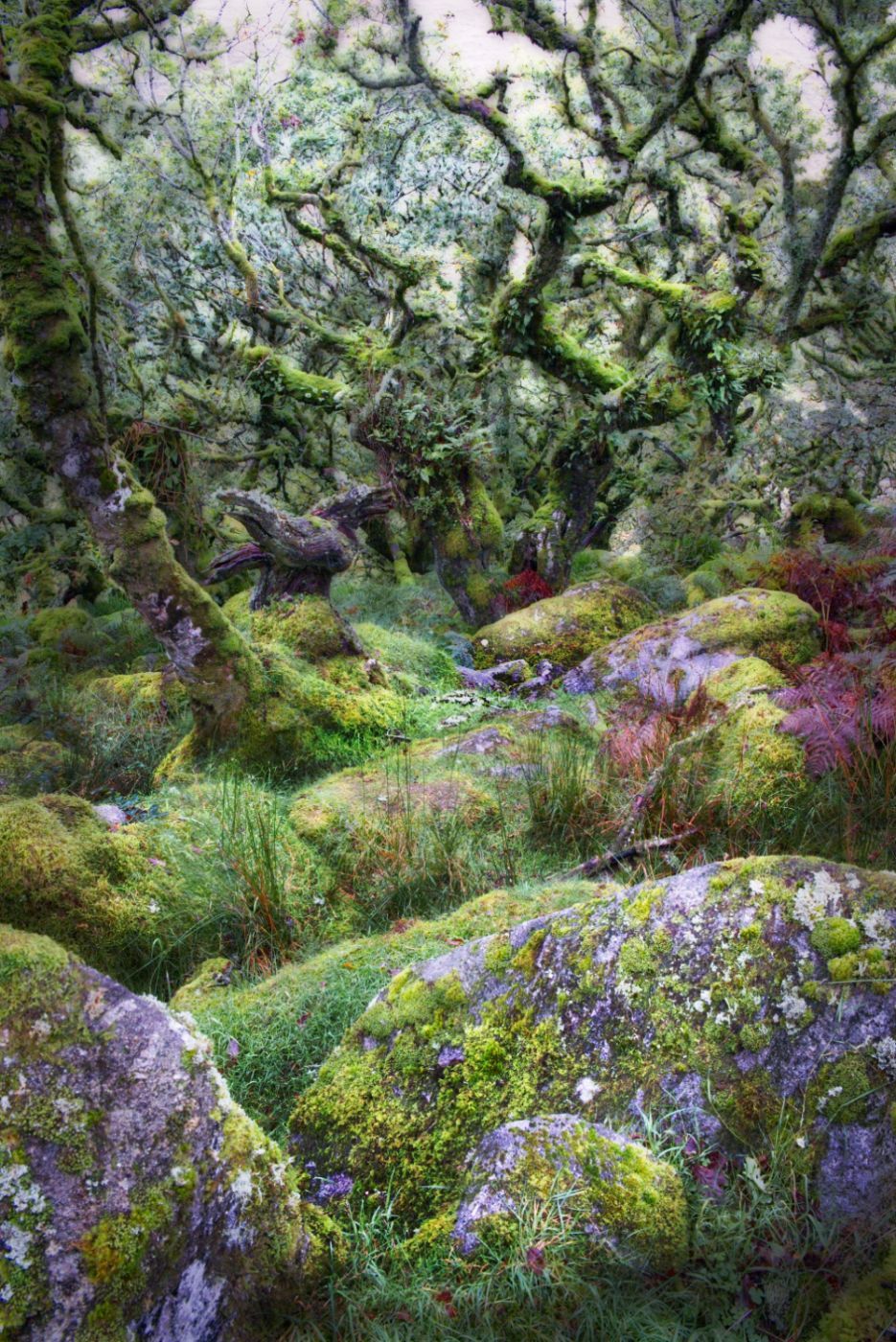 Wistman Woods, United Kingdom
