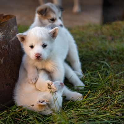 Young Greenland dog - Husky, Greenland