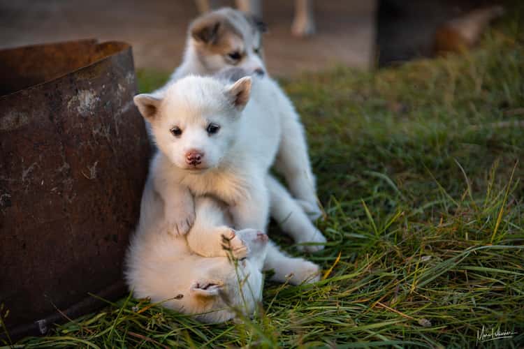 Young Greenland dog - Husky