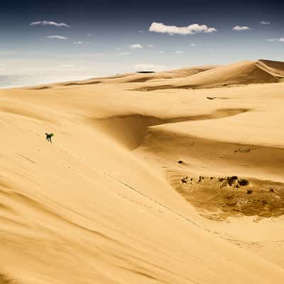 90 mile beach, Te Paki sand dunes, New Zealand