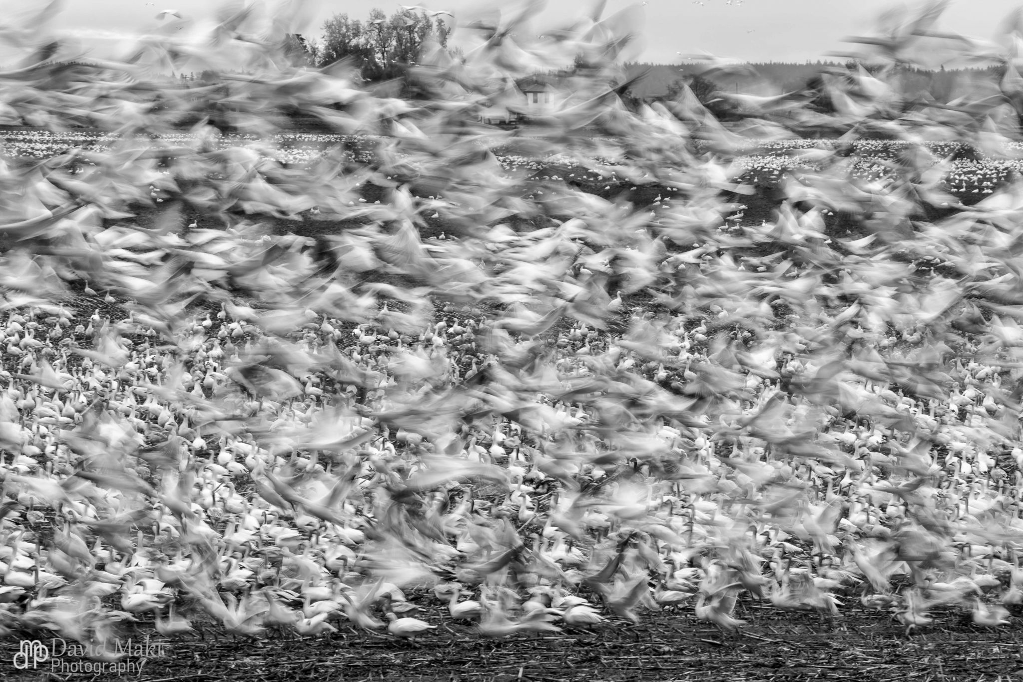 A Blurr of Snow Geece, USA