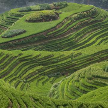 Amazing terraces, China