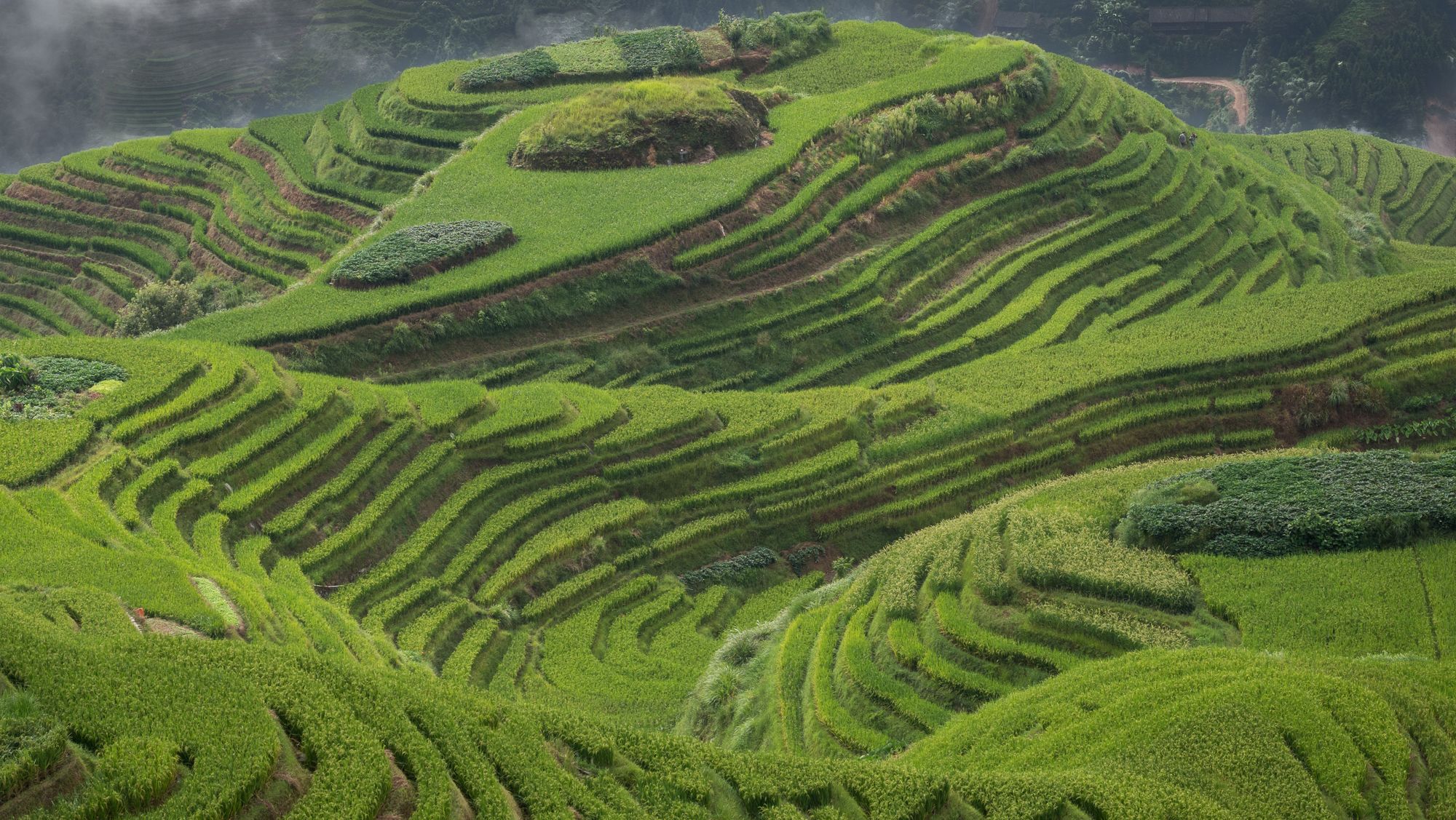 Amazing terraces, China