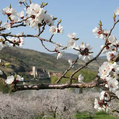 Apricot garden, Mitterarnsdorf, Austria