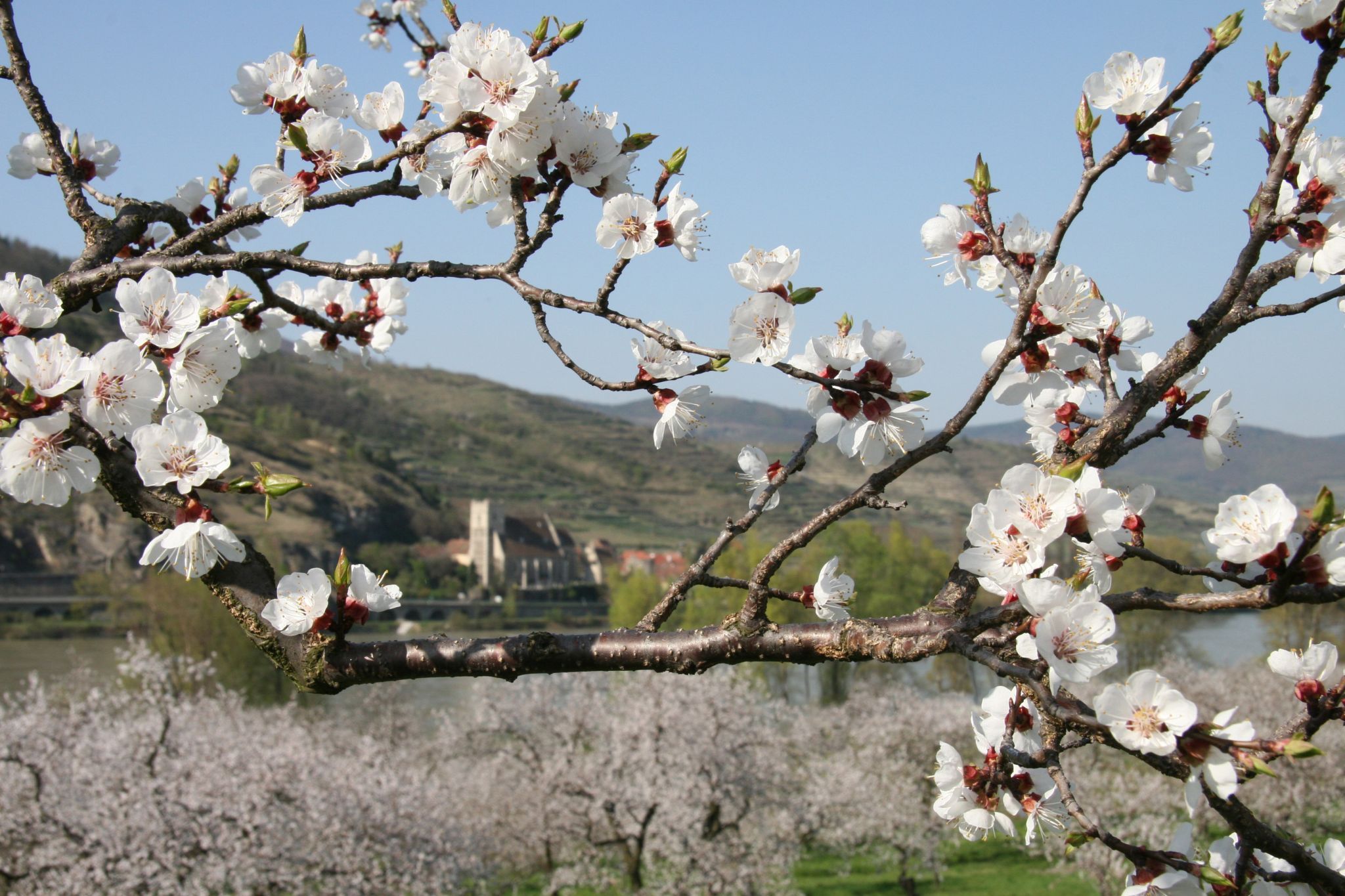 Apricot garden, Mitterarnsdorf, Austria