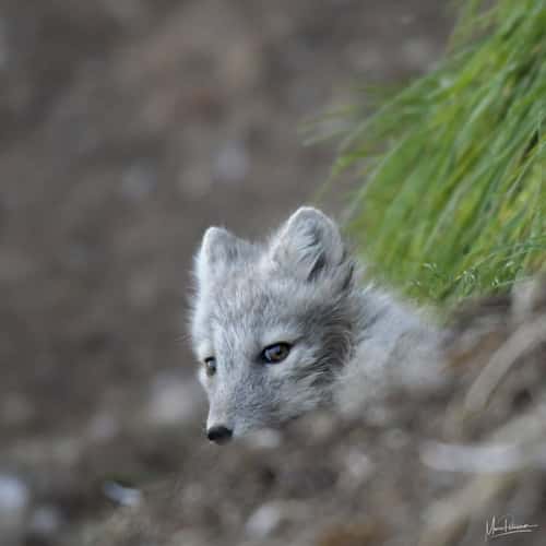 Arctic fox hunting